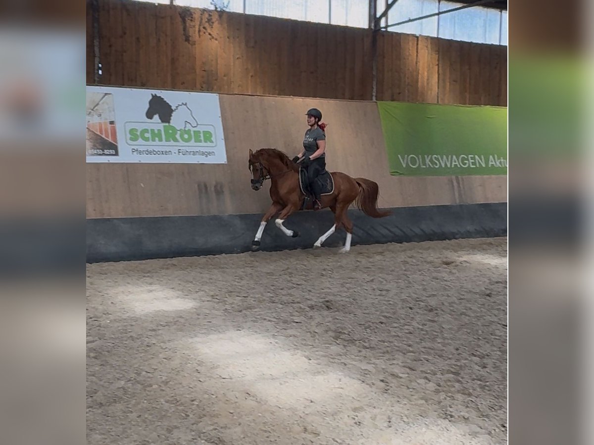 German Riding Pony Mare 5 years 14,2 hh in Wegeleben