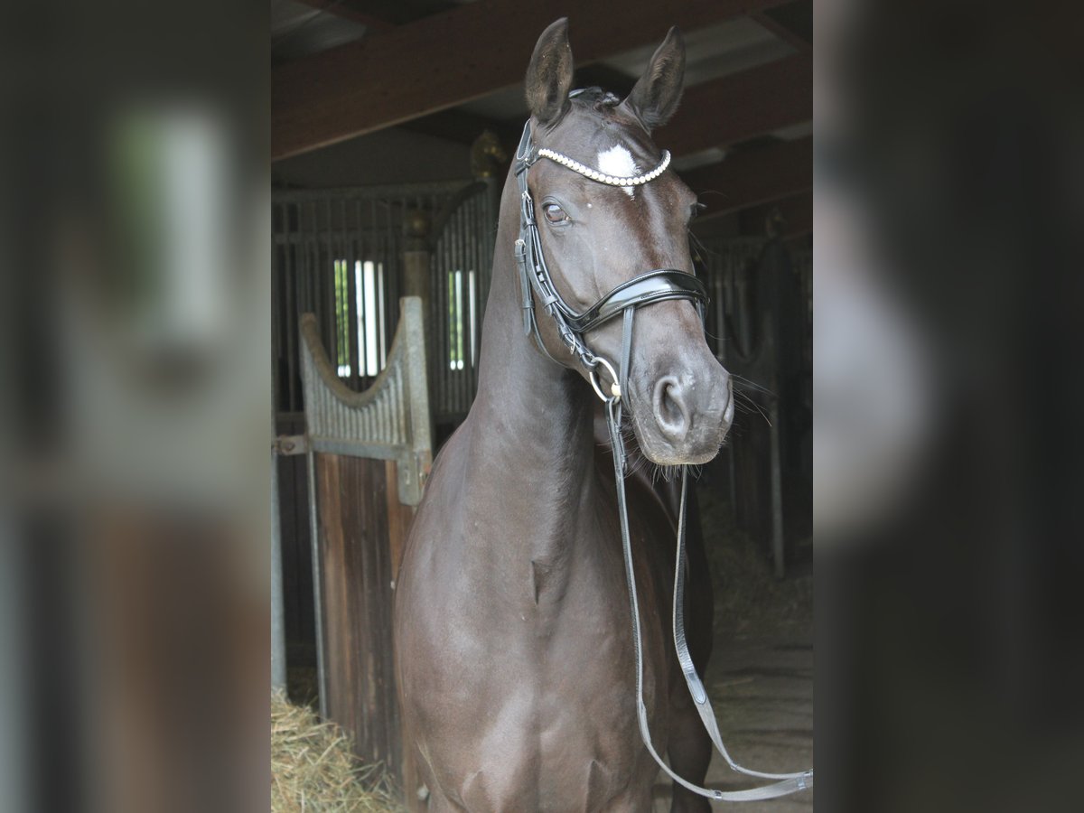 German Riding Pony Mare 5 years 14,3 hh Black in Ebenweiler