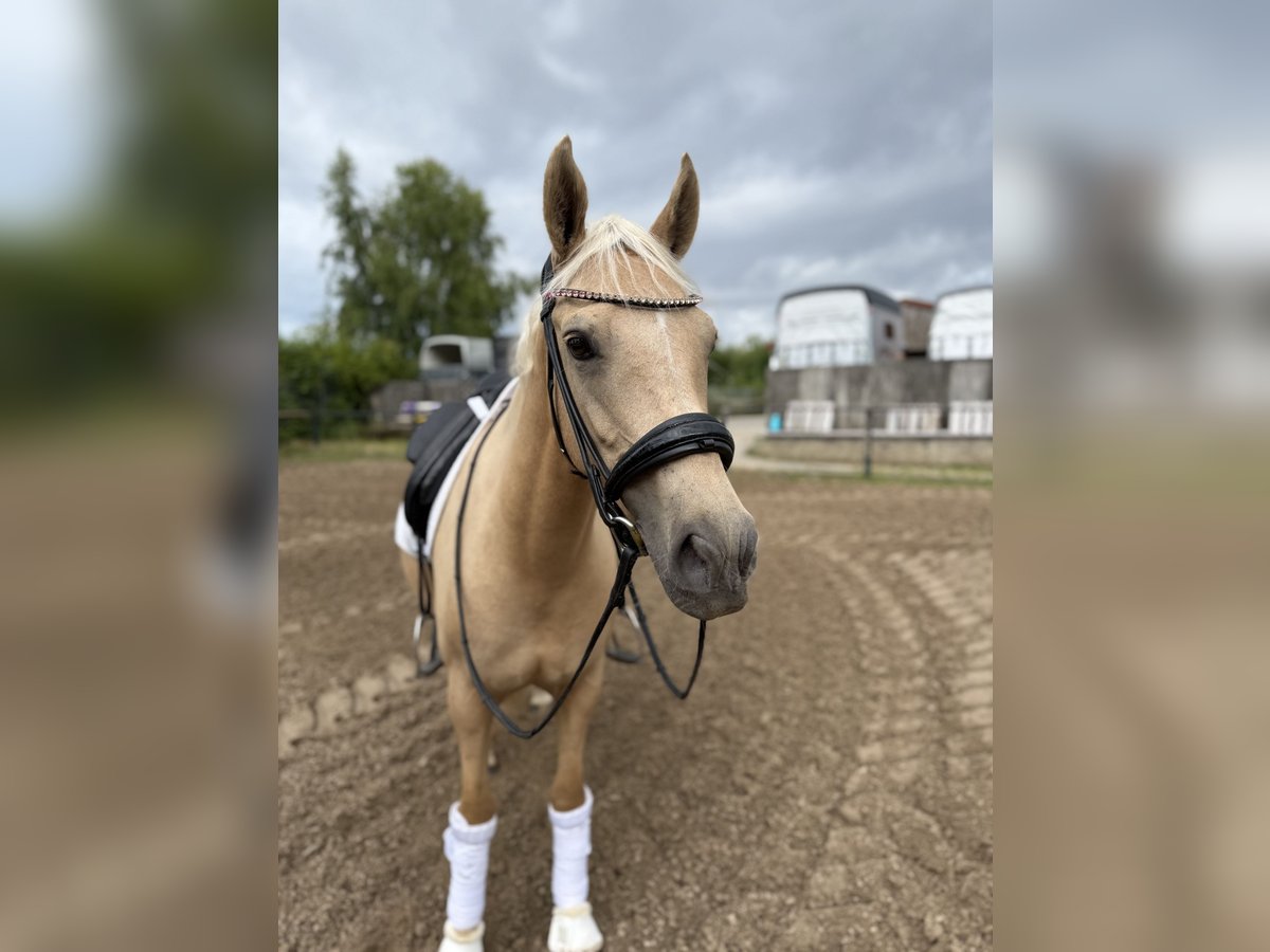 German Riding Pony Mare 5 years 14,3 hh Palomino in Rostock