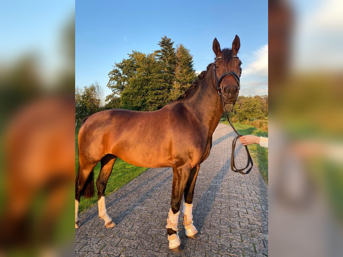 German Riding Pony Mare 5 years 15 hh Bay-Dark in Großheide