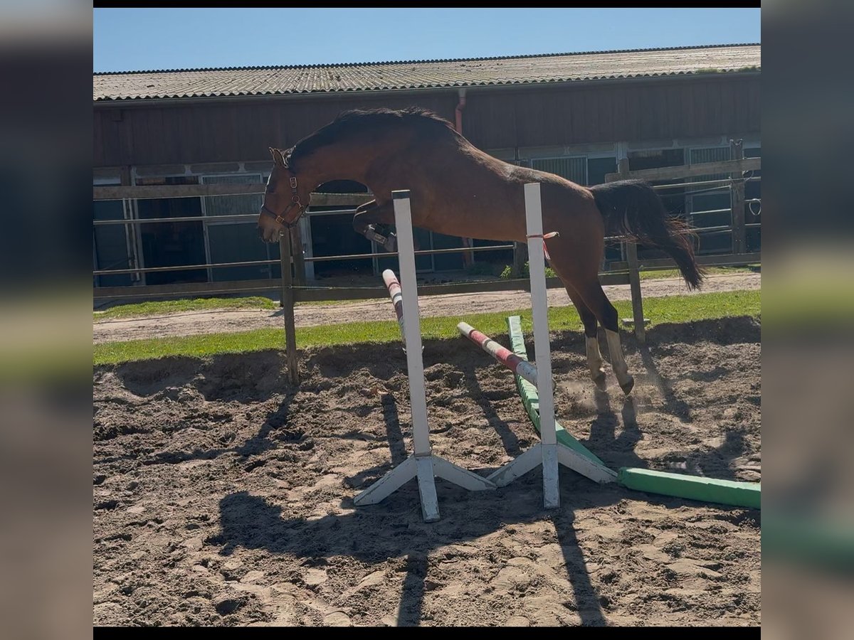 German Riding Pony Mare 5 years 15 hh Brown in Seeth-Ekholt German Riding Pony Mare 5 years 15 hh Brown in Seeth-Ekholt
