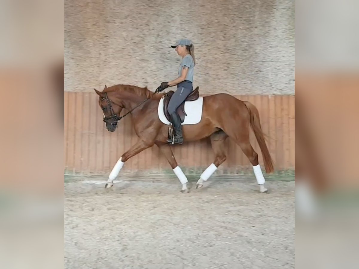 German Riding Pony Mare 5 years 15,1 hh Chestnut-Red in Bingen am Rhein