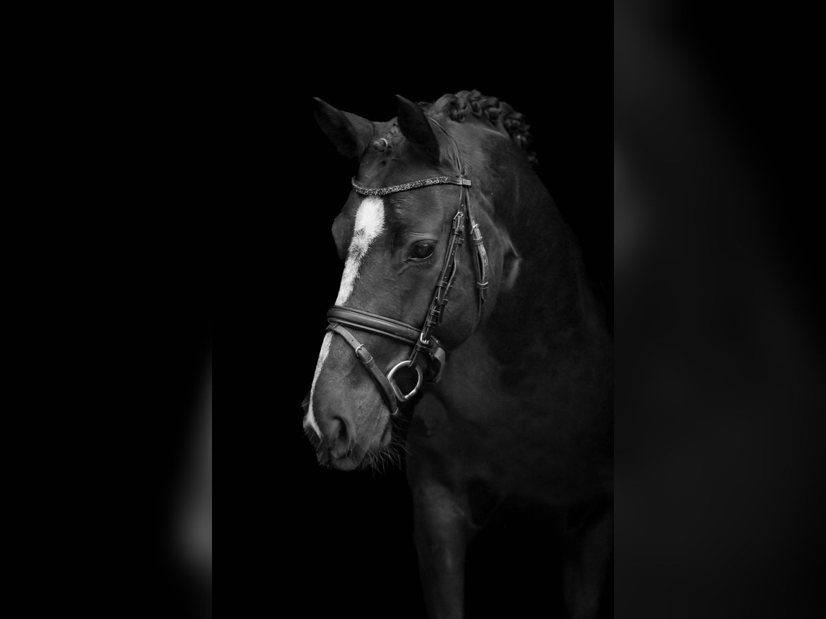 German Riding Pony Mare 5 years Black in Harsewinkel