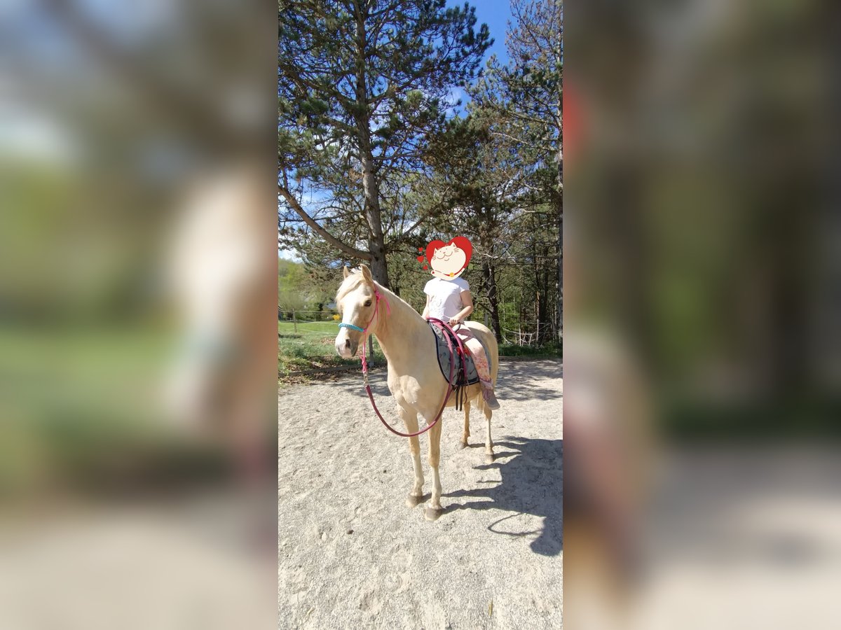 German Riding Pony Mare 6 years 13 hh Palomino in Mayerling