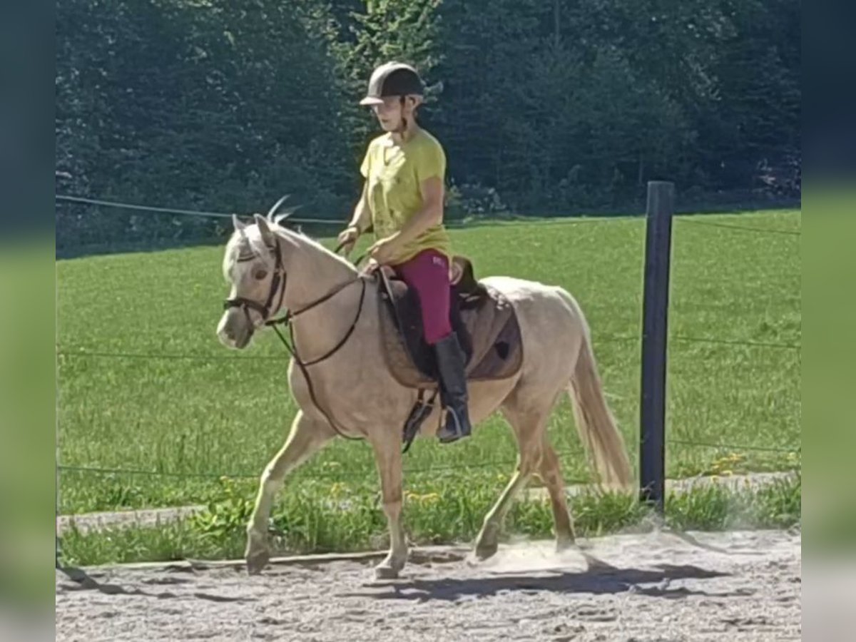 German Riding Pony Mare 6 years 13 hh Palomino in Mayerling