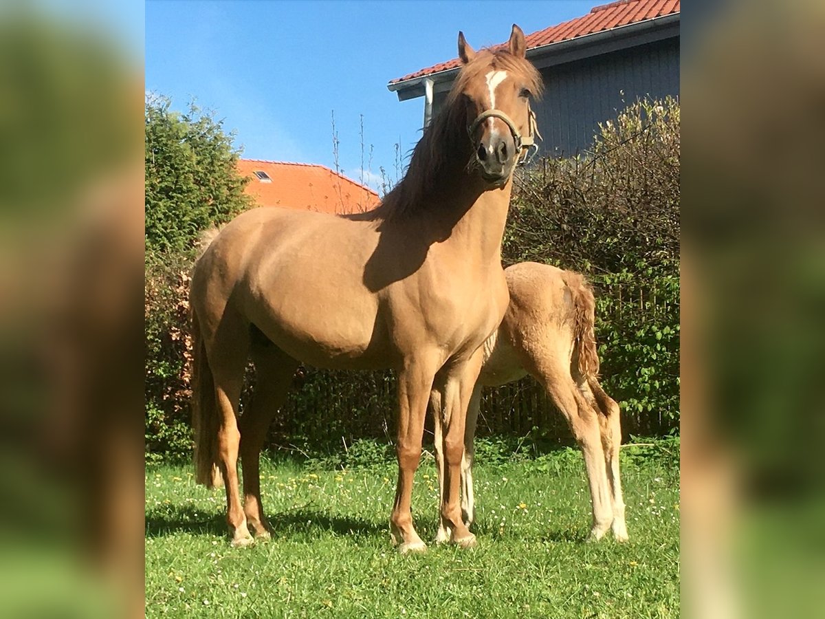 German Riding Pony Mare 6 years 13,2 hh Dun in Braunschweig