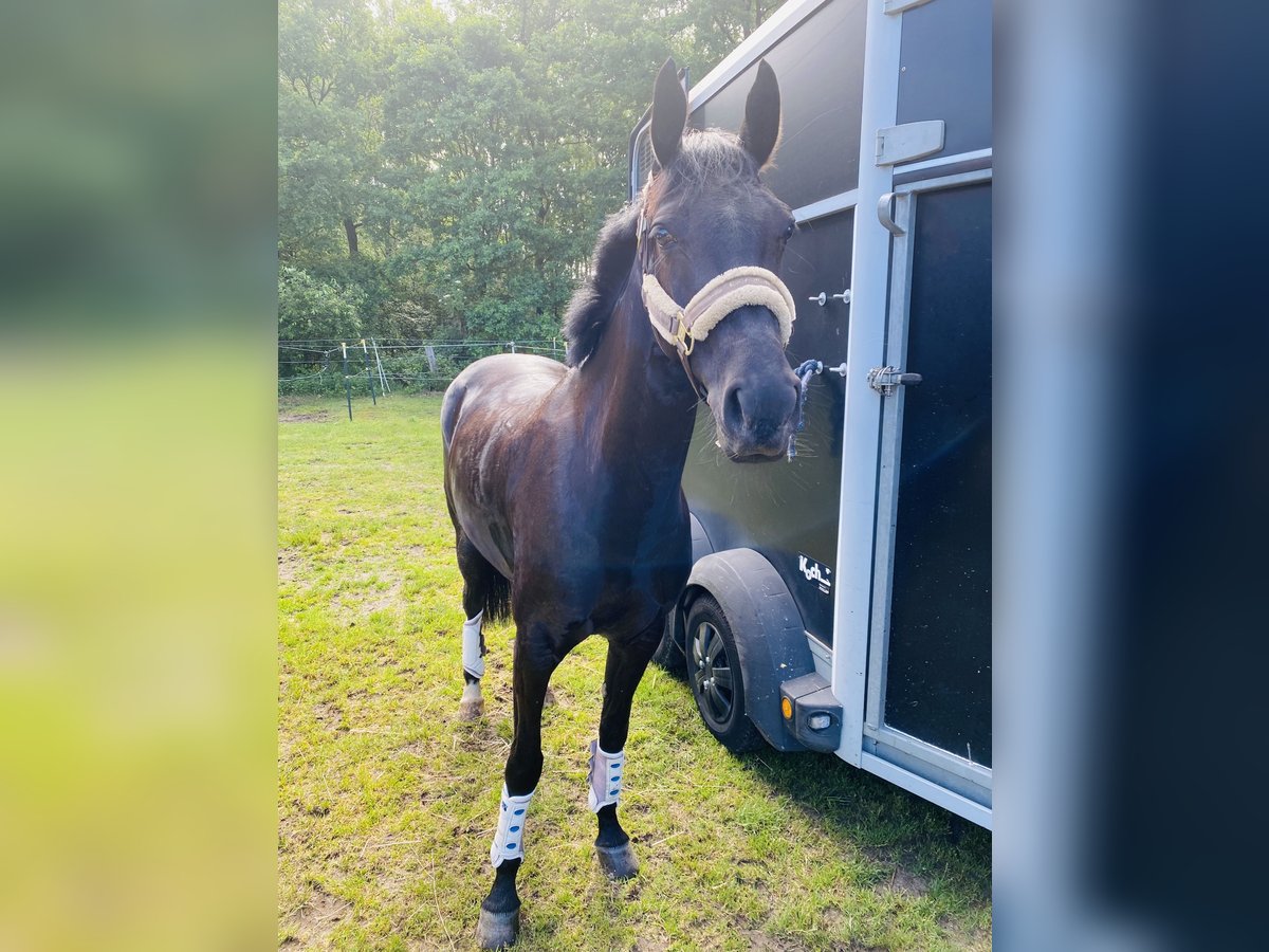 German Riding Pony Mare 6 years 14,1 hh Black in Norderstedt