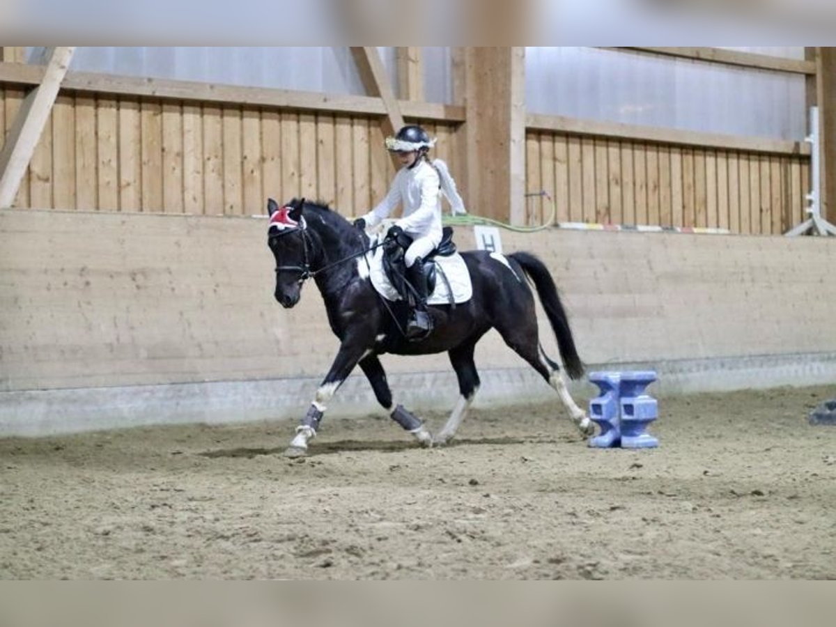 German Riding Pony Mare 6 years 14,1 hh Black in Haibach