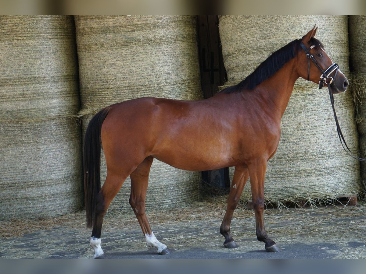 German Riding Pony Mare 6 years 14,1 hh Chestnut in Mechtersen