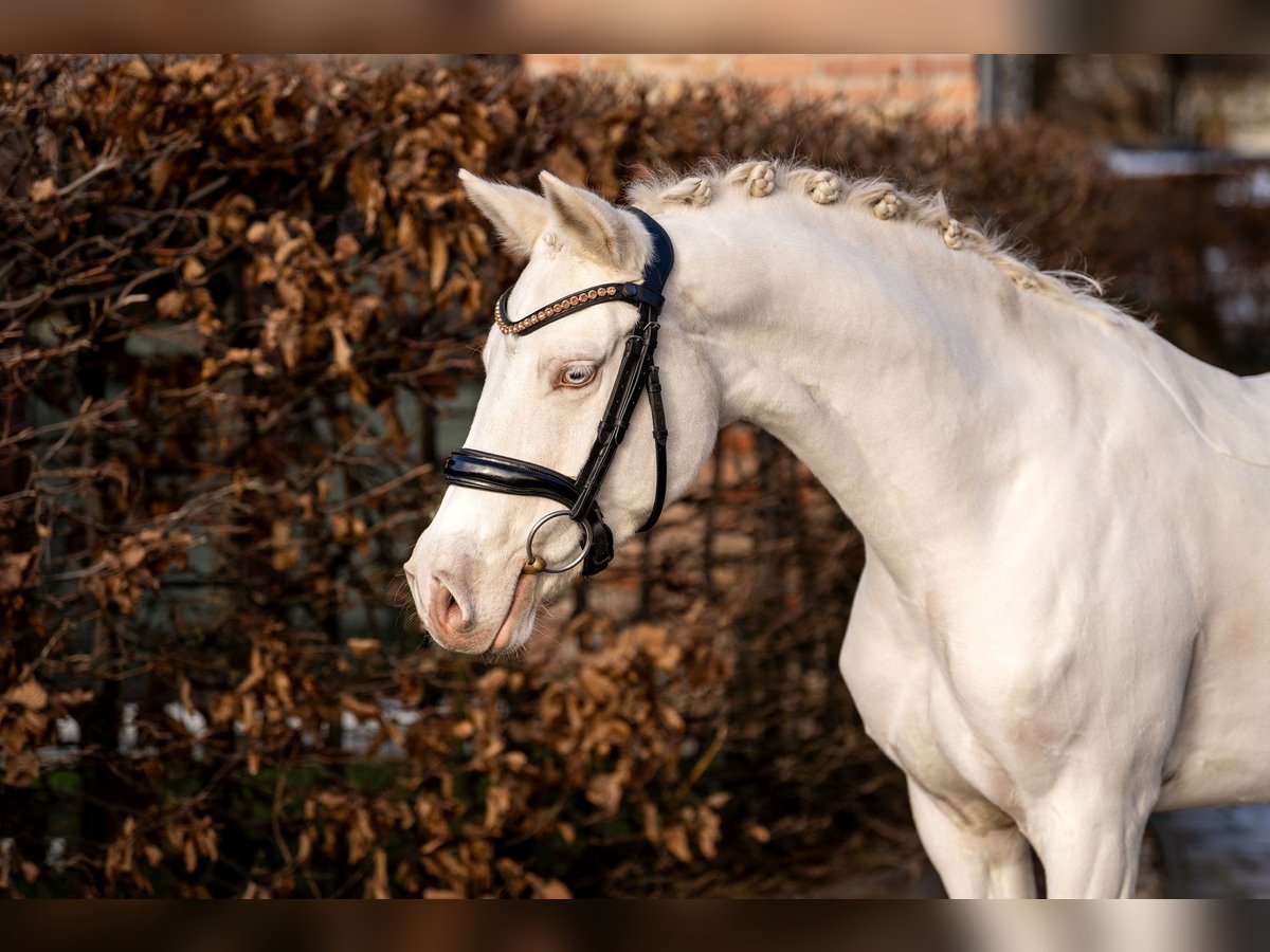 German Riding Pony Mare 6 years 14,1 hh Cremello in Berlin