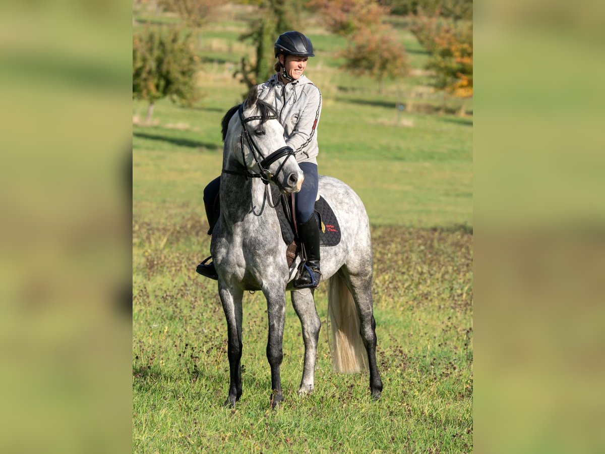 German Riding Pony Mare 6 years 14,1 hh Gray-Dapple in Kalletal
