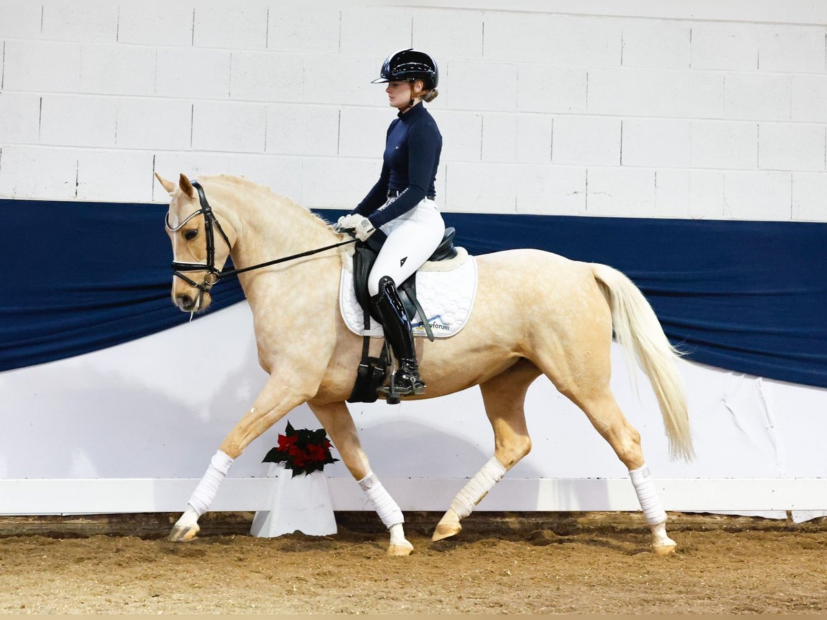 German Riding Pony Mare 6 years 14,1 hh Palomino in Marsberg