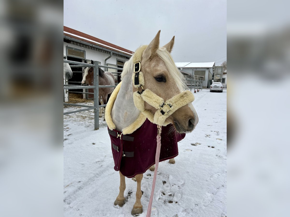 German Riding Pony Mare 6 years 14,1 hh Palomino in Ludwigsburg