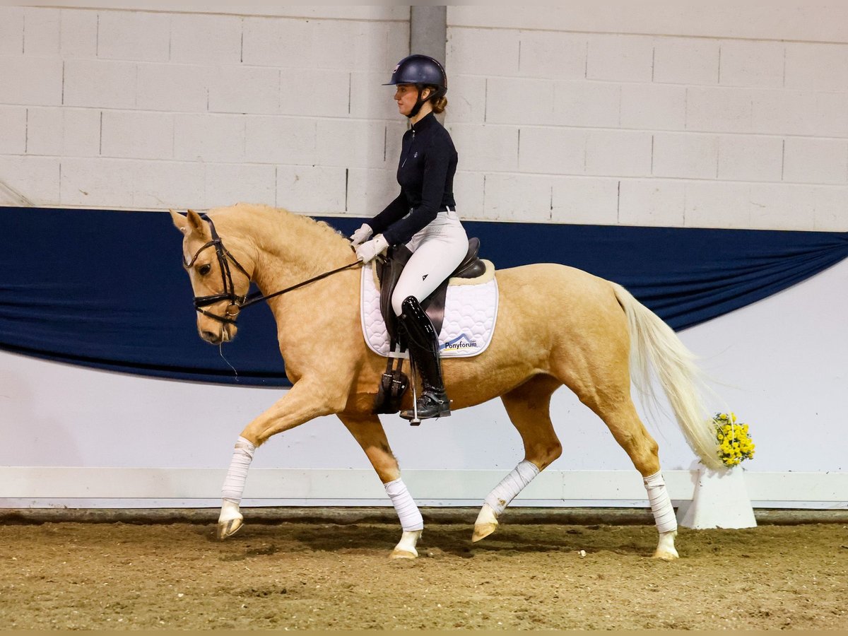 German Riding Pony Mare 6 years 14,1 hh Palomino in Marsberg