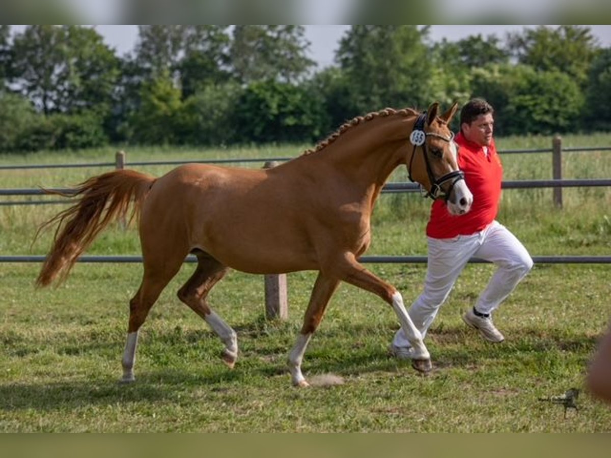 German Riding Pony Mare 6 years 14,2 hh Chestnut-Red in Dunum