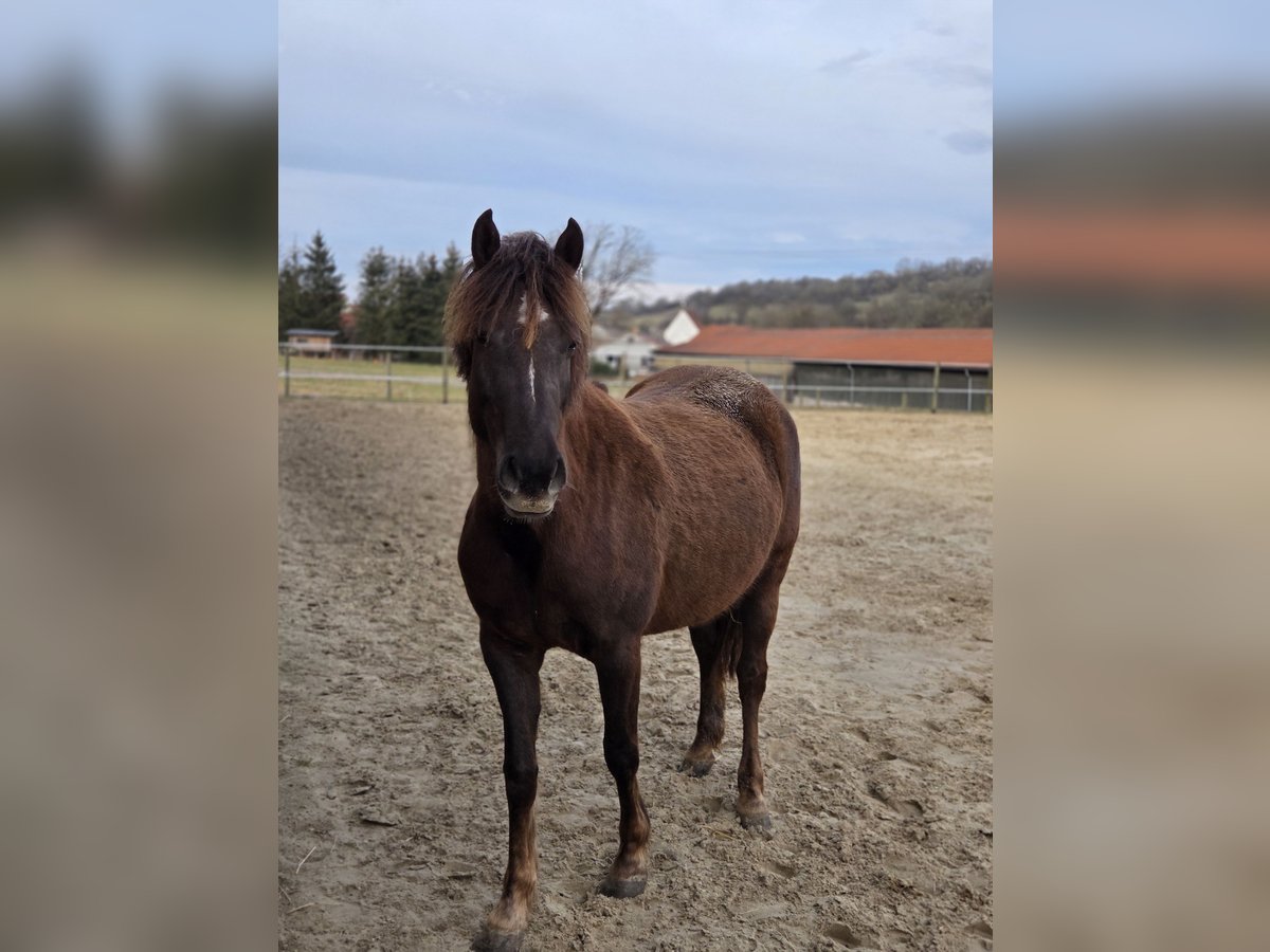 German Riding Pony Mare 6 years 14,3 hh Sorrel in Ulrichstein