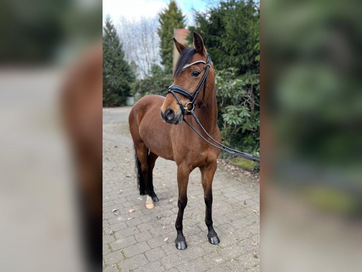 German Riding Pony Mare 6 years 14 hh Brown in Ochtrup
