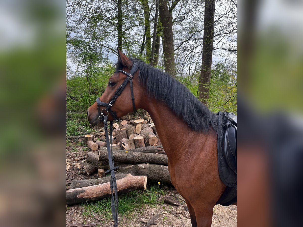 German Riding Pony Mare 6 years 14 hh Brown in Niederzier