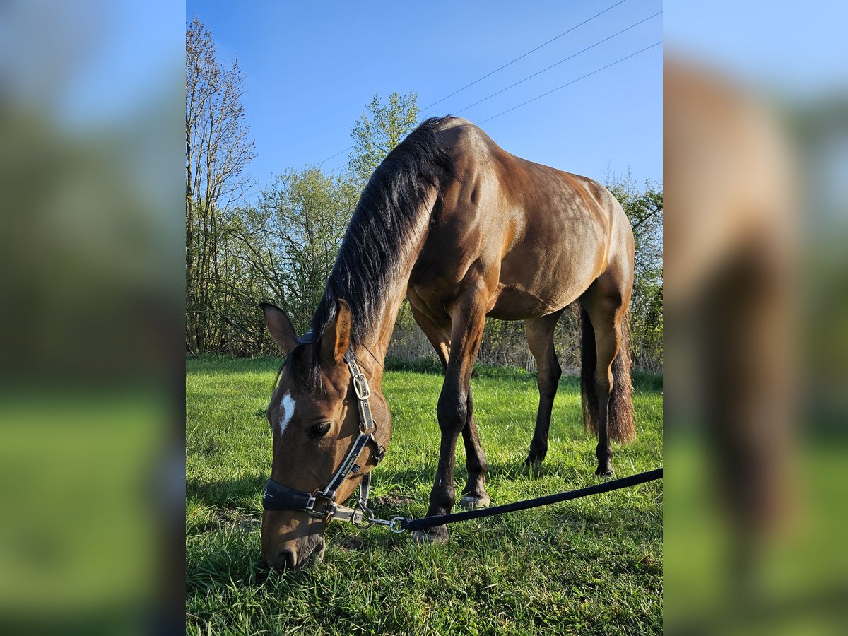 German Riding Pony Mare 6 years 14 hh Brown in Nottuln German Riding Pony Mare 6 years 14 hh Brown in Nottuln