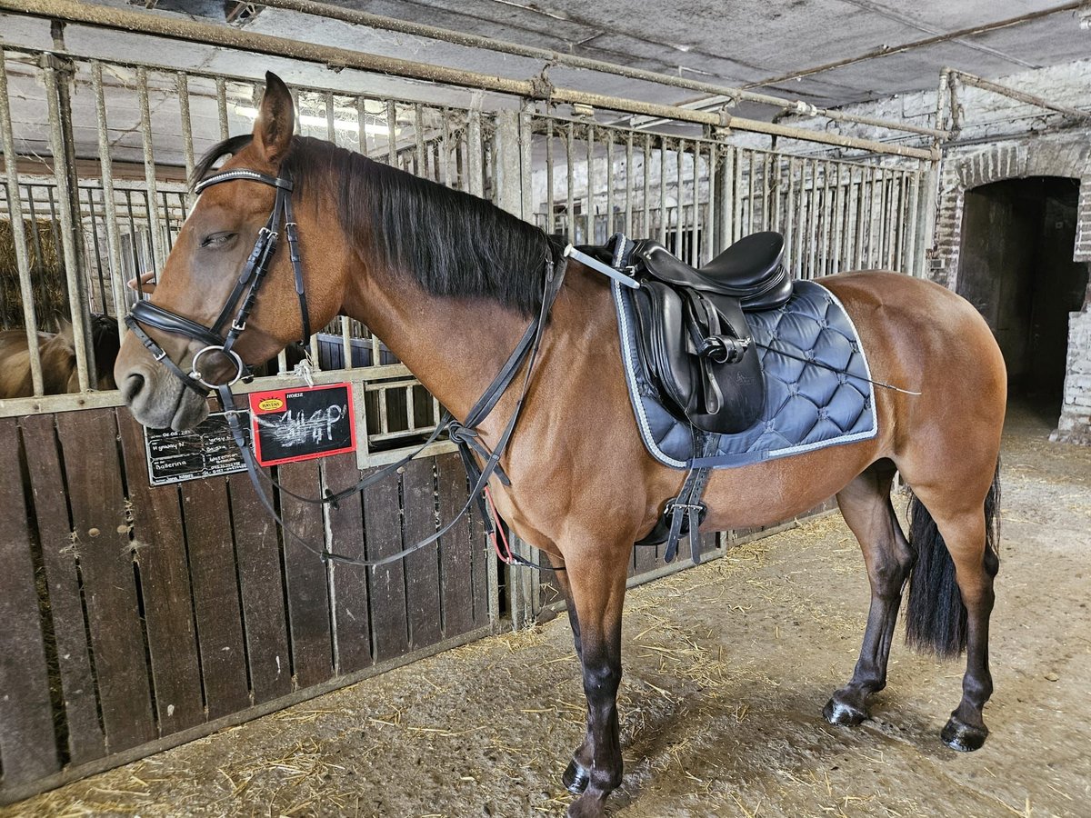 German Riding Pony Mare 6 years 14 hh Brown in Nottuln