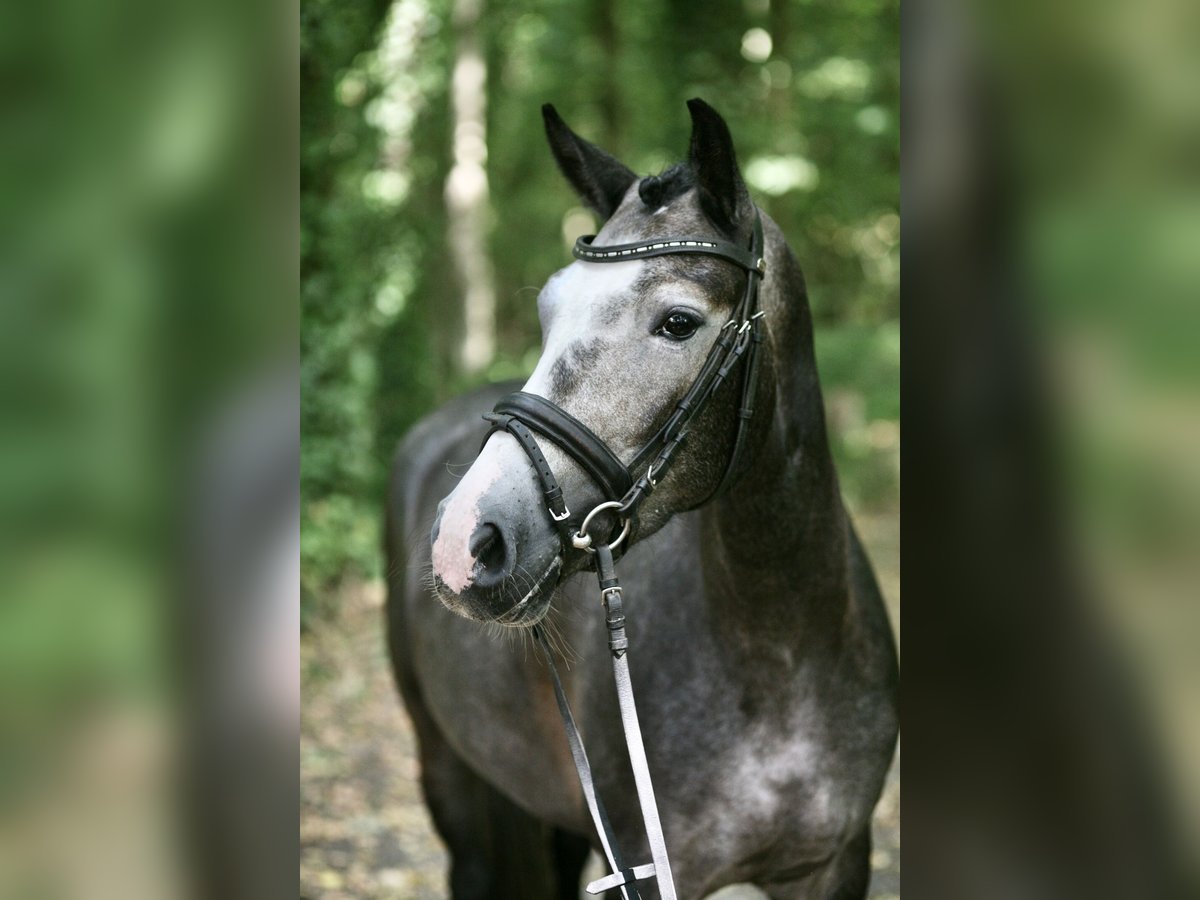 German Riding Pony Mare 6 years 14 hh Gray in Achern