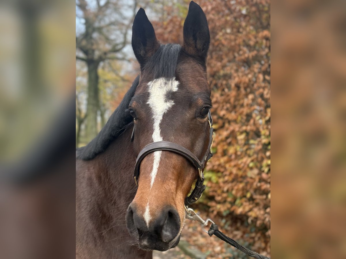 German Riding Pony Mare 6 years 14,1 hh Bay-Dark in Uedem