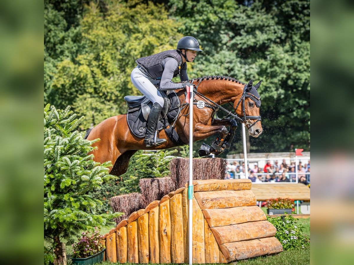 German Riding Pony Mare 6 years 14,1 hh Brown in T&#xF6;nisvorst