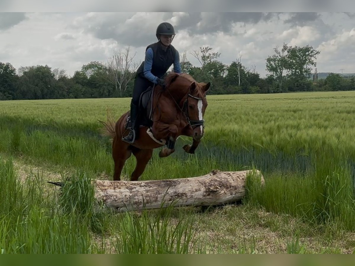 German Riding Pony Mare 6 years 14,1 hh Chestnut-Red in Nordhausen