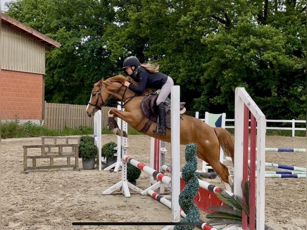 German Riding Pony Mare 6 years 14,1 hh Chestnut-Red in Heeslingen