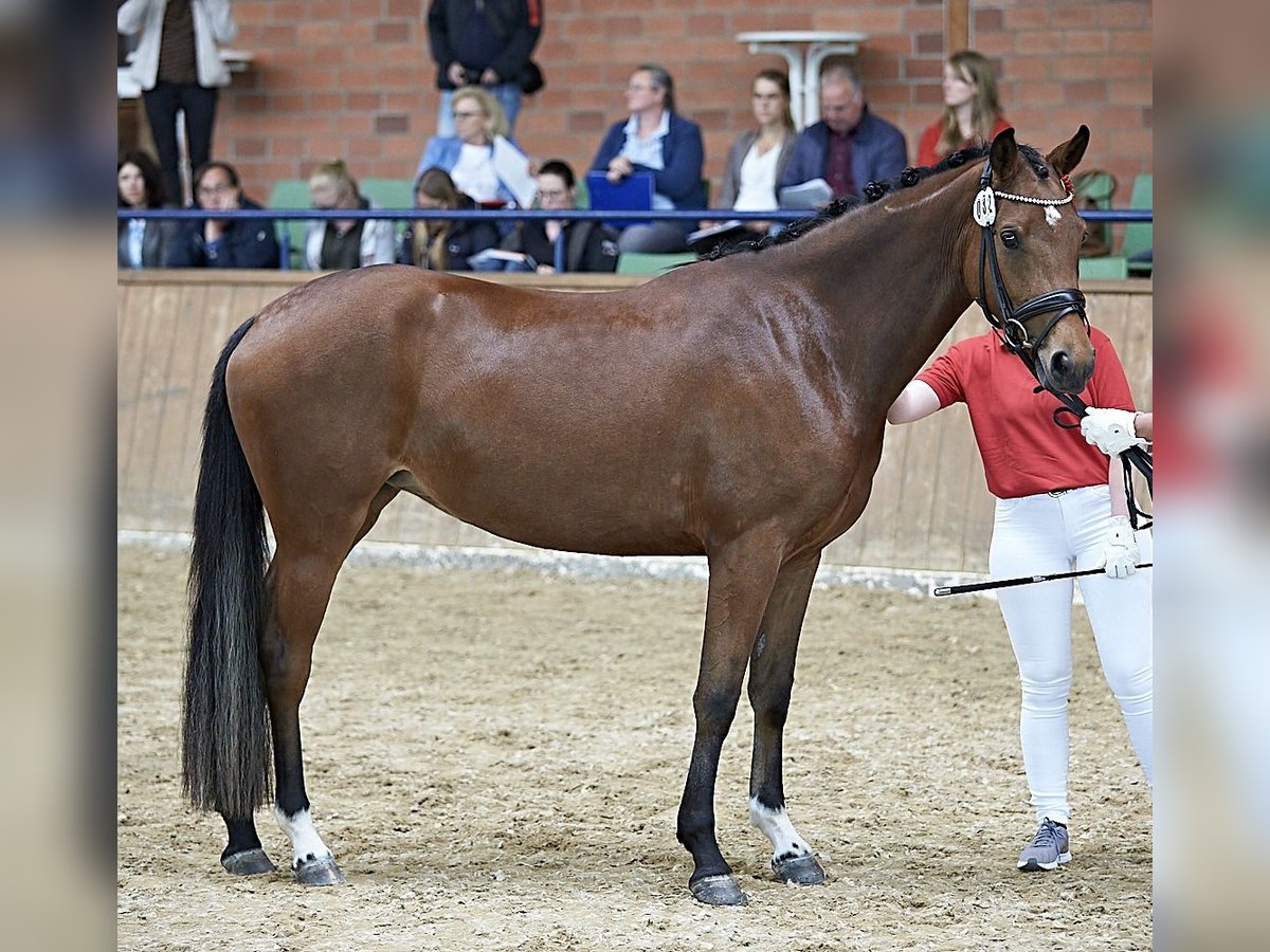 German Riding Pony Mare 6 years 15,1 hh Brown in Ober-Ramstadt