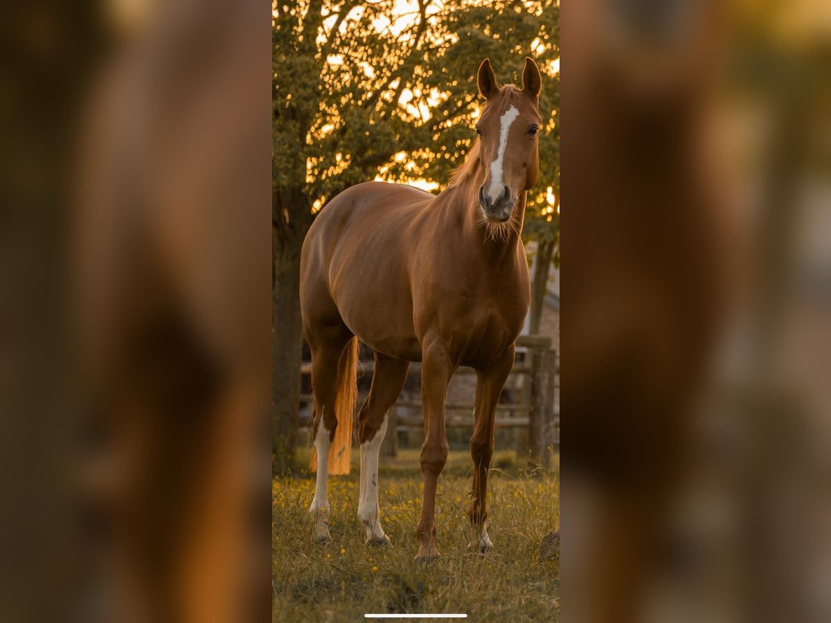 German Riding Pony Mare 6 years 15 hh Chestnut-Red in Grevenbroich