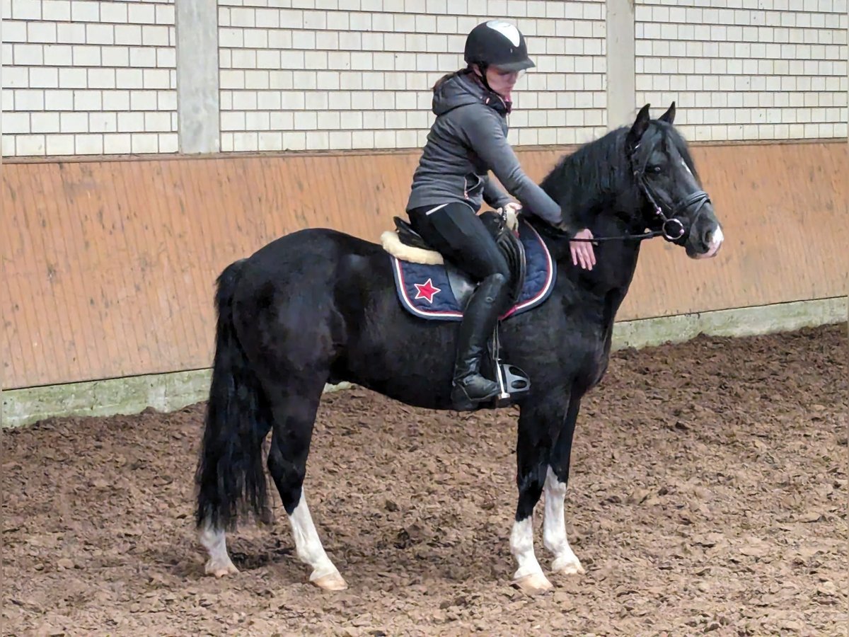 German Riding Pony Mix Mare 7 years 13,2 hh Black in Lingen