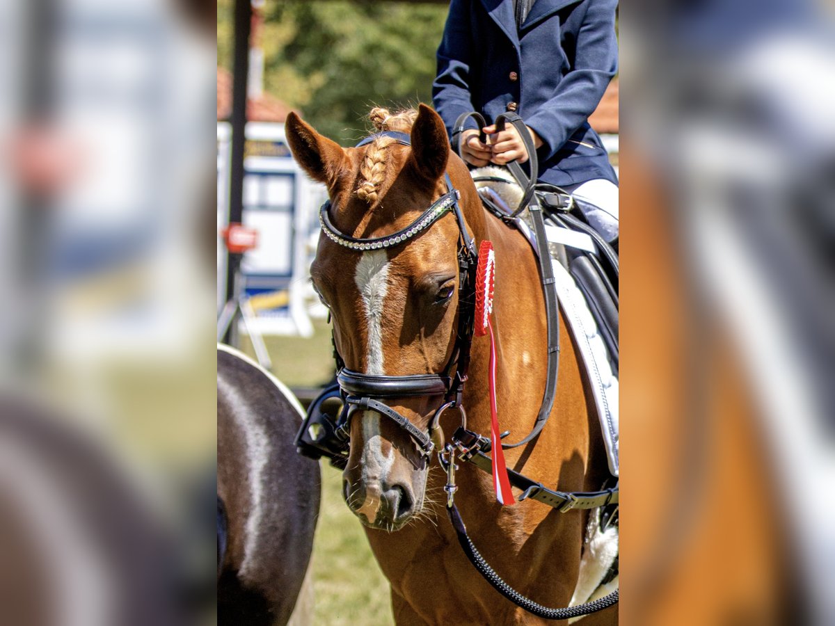 German Riding Pony Mare 7 years 13,3 hh Chestnut-Red in Delbrüc