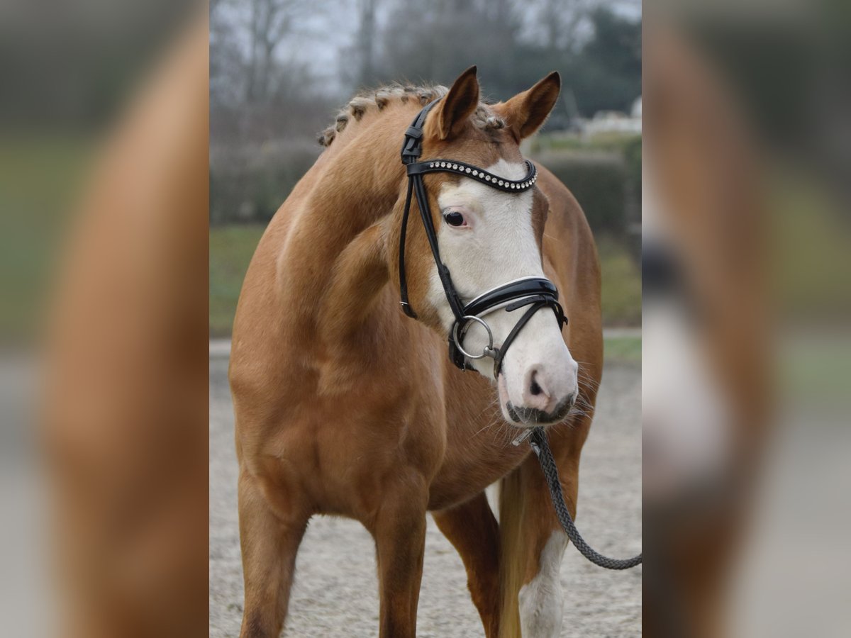 German Riding Pony Mare 7 years 13,2 hh Palomino in Fürstenau