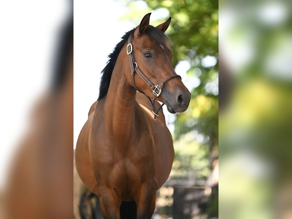 German Riding Pony Mare 7 years 14,1 hh Bay-Dark in Vettwei&#xDF;