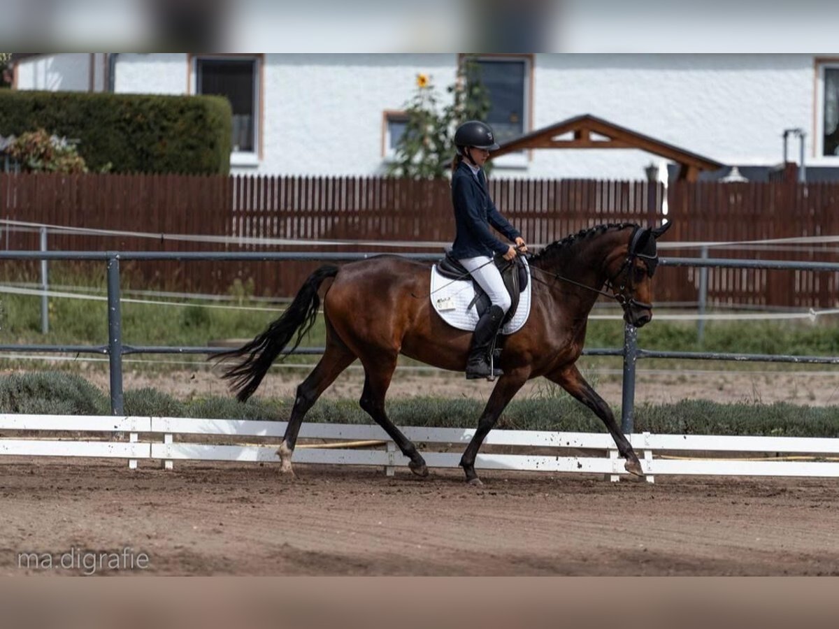 German Riding Pony Mare 7 years 14,1 hh Bay-Dark in Leipzig