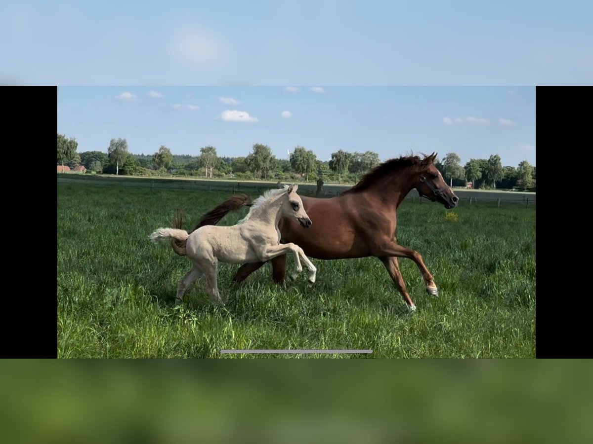 German Riding Pony Mare 7 years 14,1 hh Chestnut-Red in Langwedel