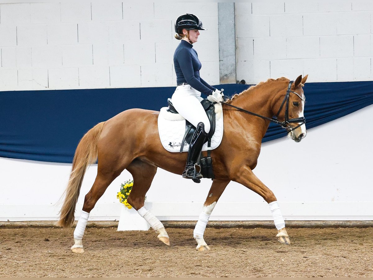 German Riding Pony Mare 7 years 14,1 hh Chestnut-Red in Marsberg