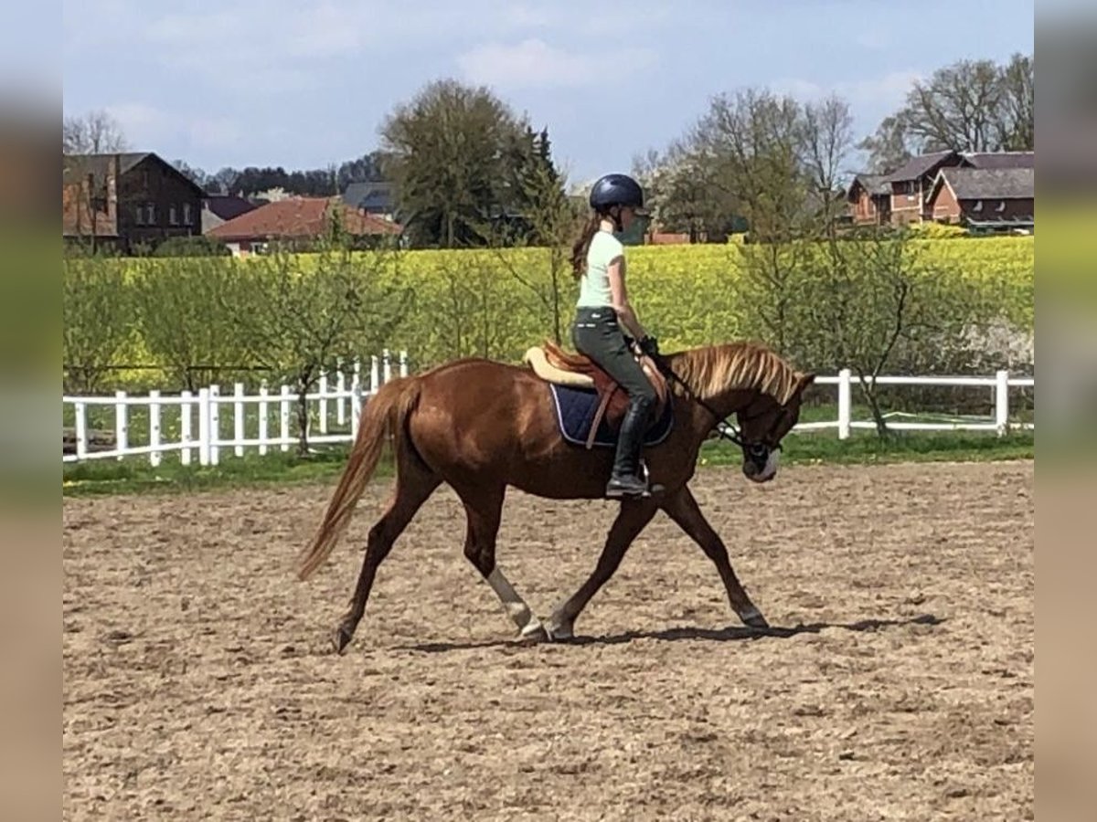 German Riding Pony Mare 7 years 14,1 hh Chestnut-Red in Schulendorf