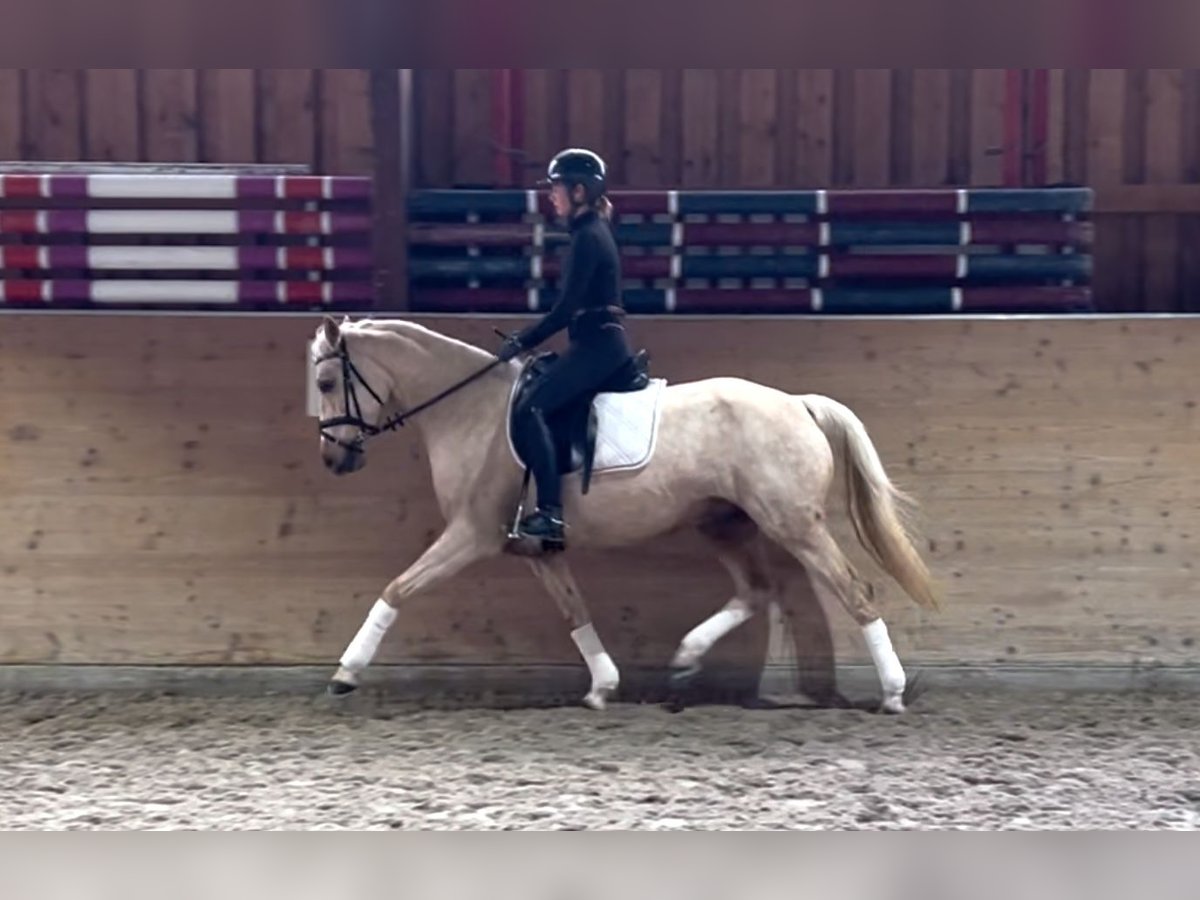 German Riding Pony Mare 7 years 14,1 hh Palomino in Bubenheim