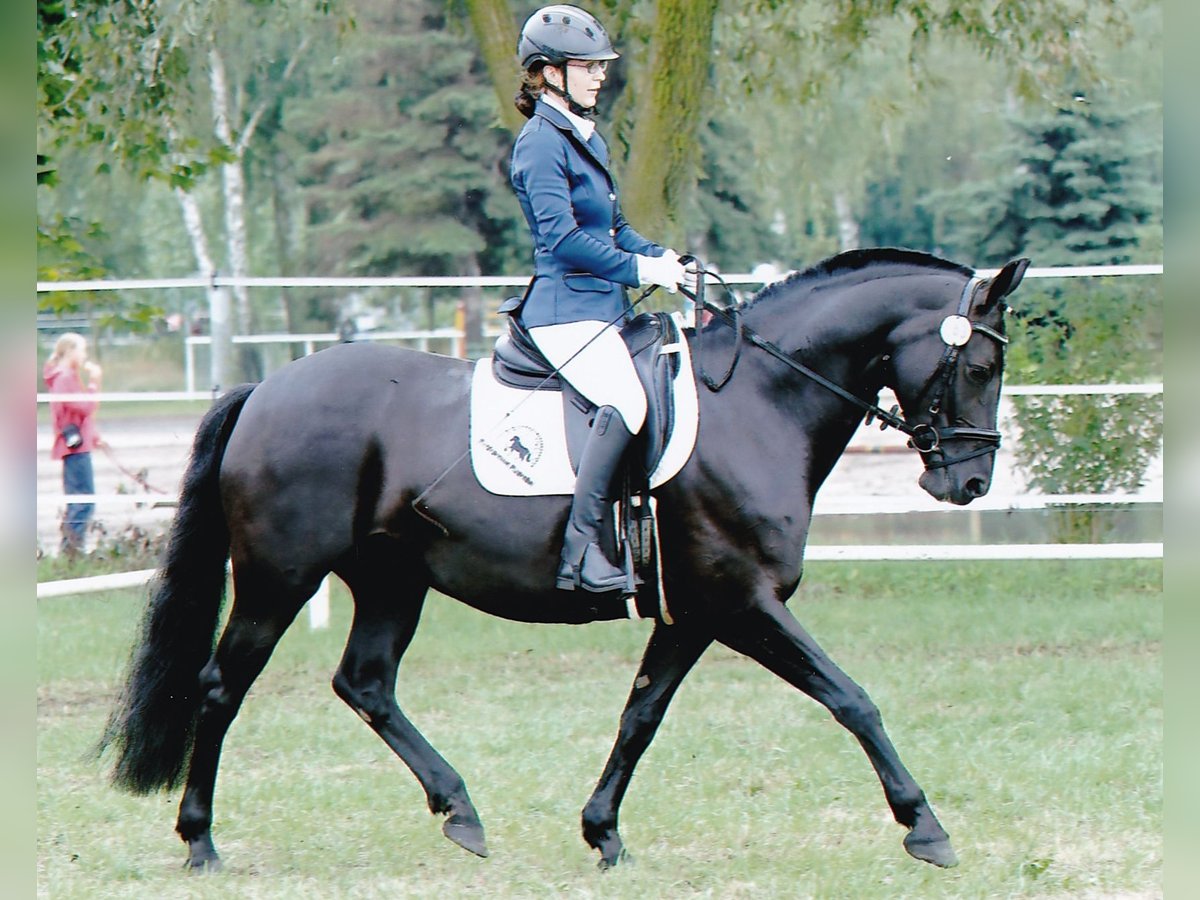 German Riding Pony Mare 7 years 14,2 hh Black in Reichenwalde