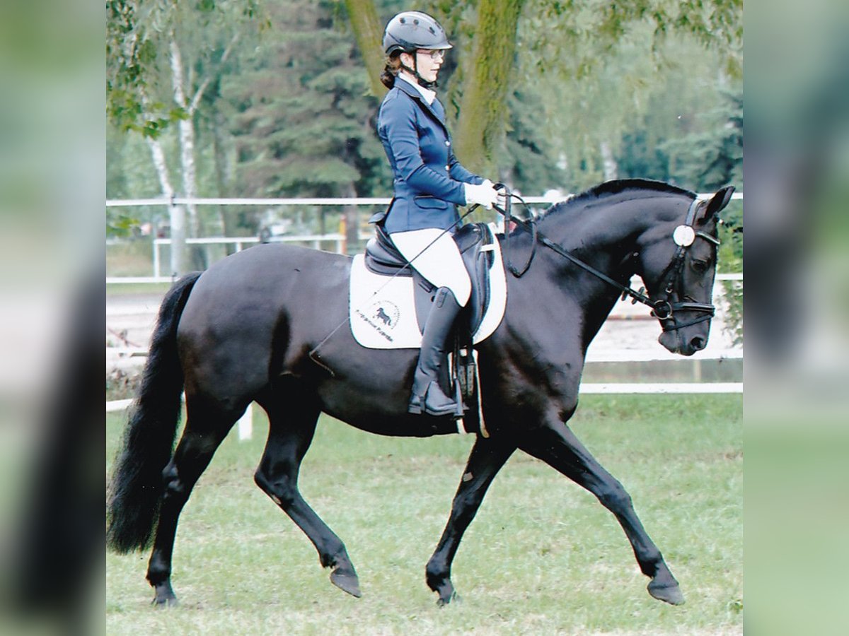 German Riding Pony Mare 7 years 14,2 hh Black in Reichenwalde