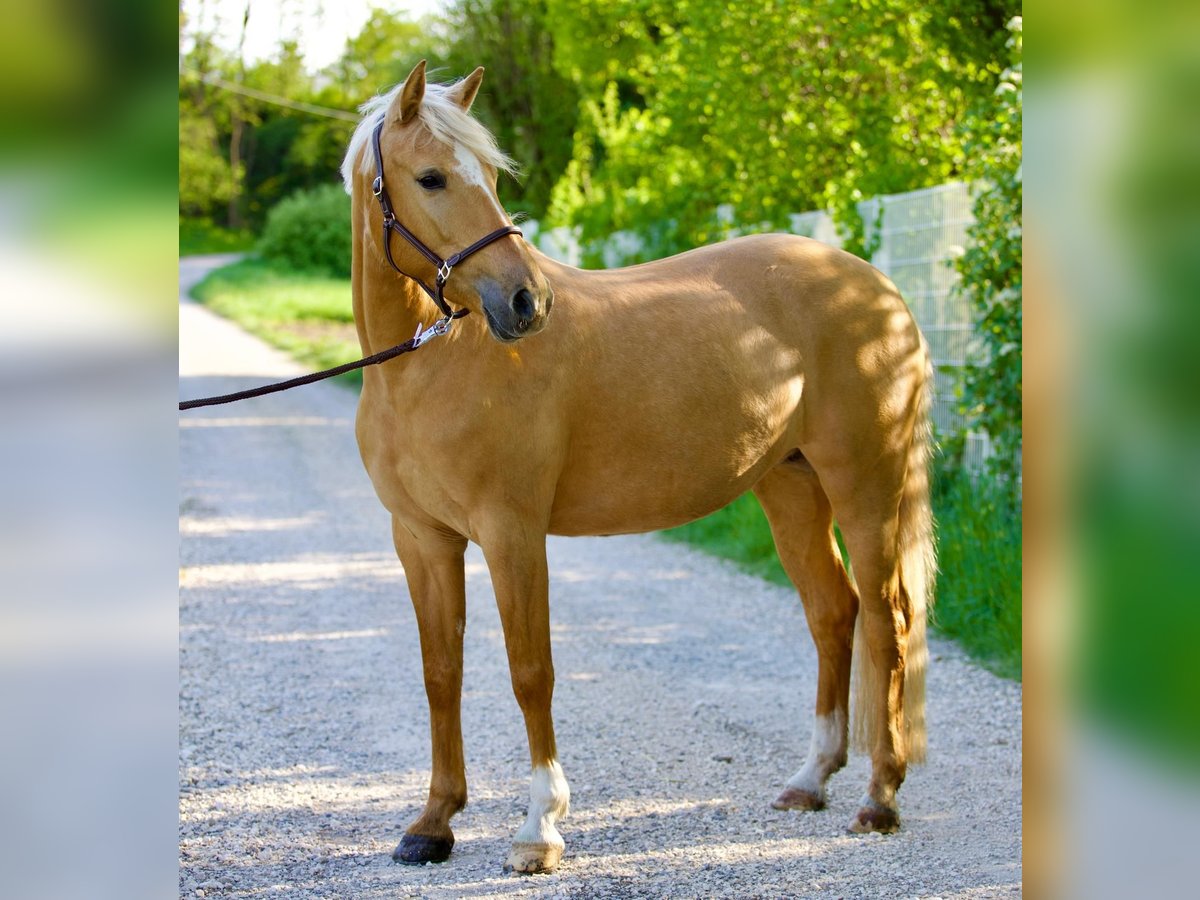 German Riding Pony Mare 7 years 14,2 hh Palomino in Nersingen