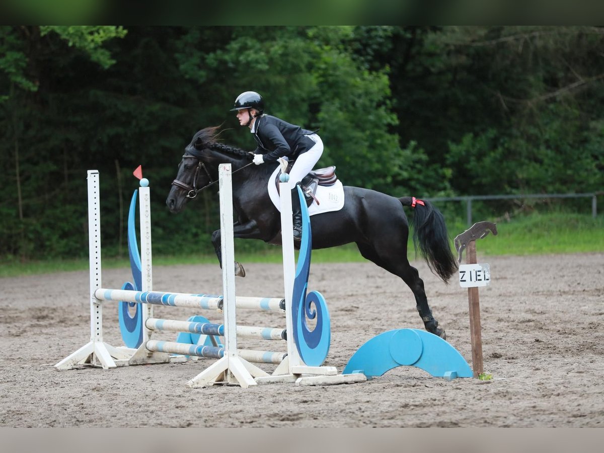 German Riding Pony Mix Mare 7 years 14 hh Black in Rehlingen-Siersburg