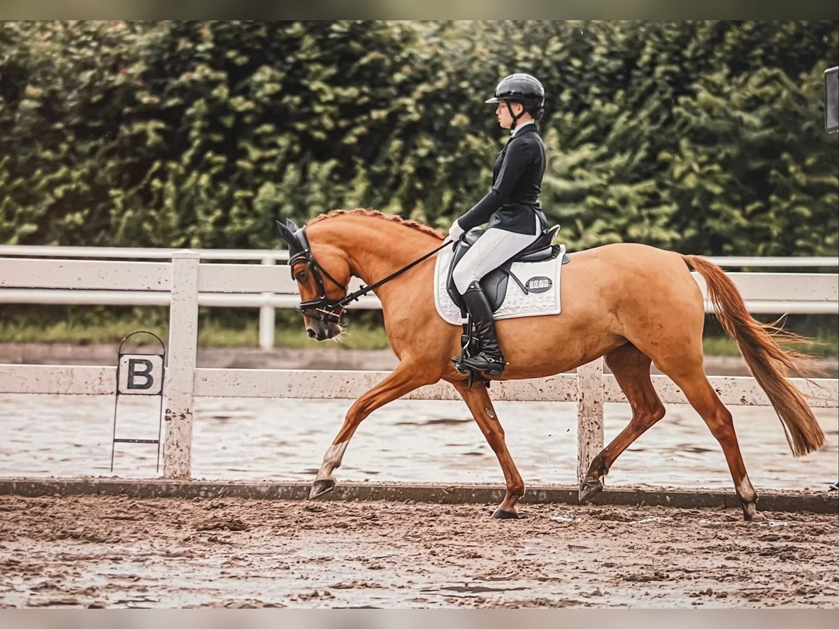 German Riding Pony Mare 7 years 14 hh Chestnut-Red in Bargstedt