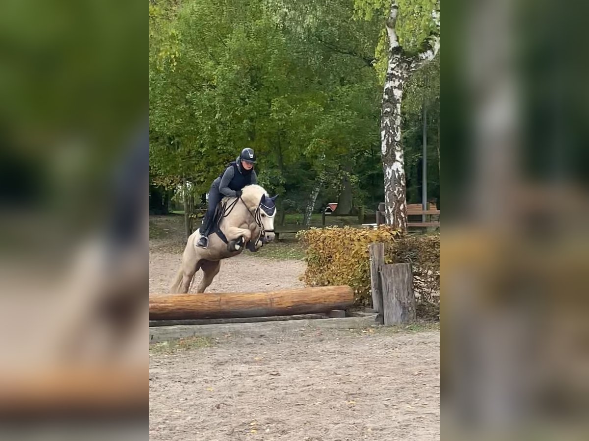 German Riding Pony Mare 7 years 14 hh Palomino in Göttingen