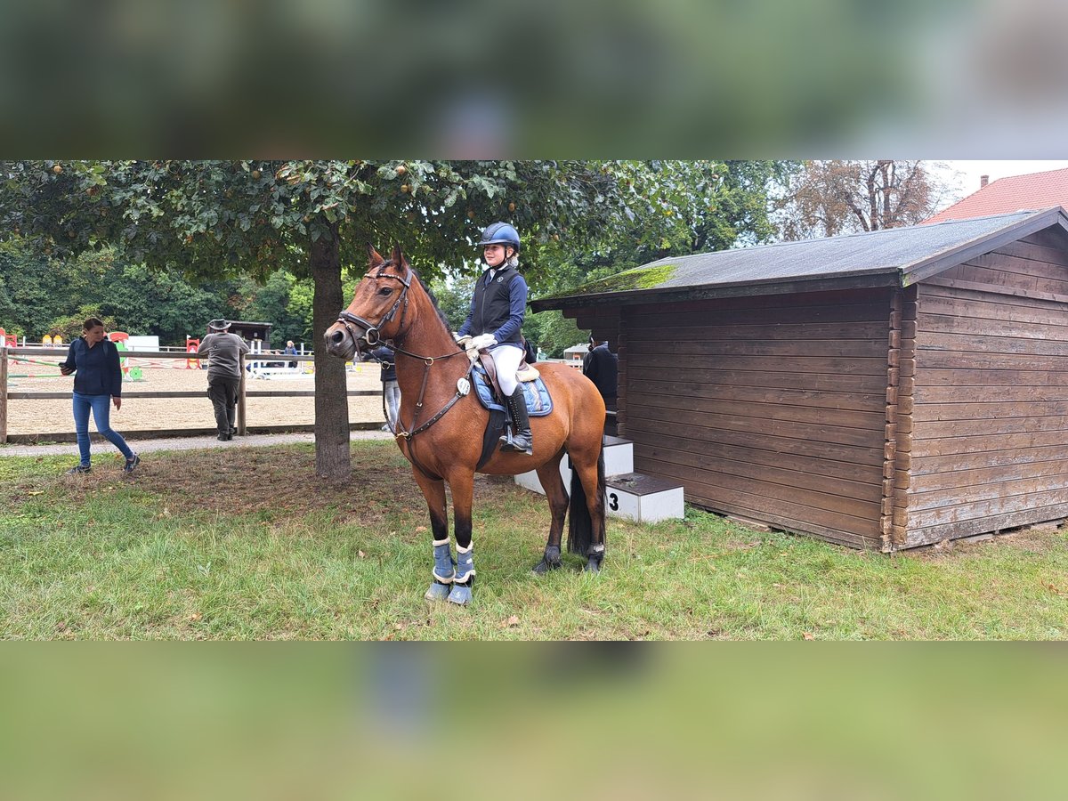 German Riding Pony Mix Mare 7 years 14,1 hh Brown in Burgdorf