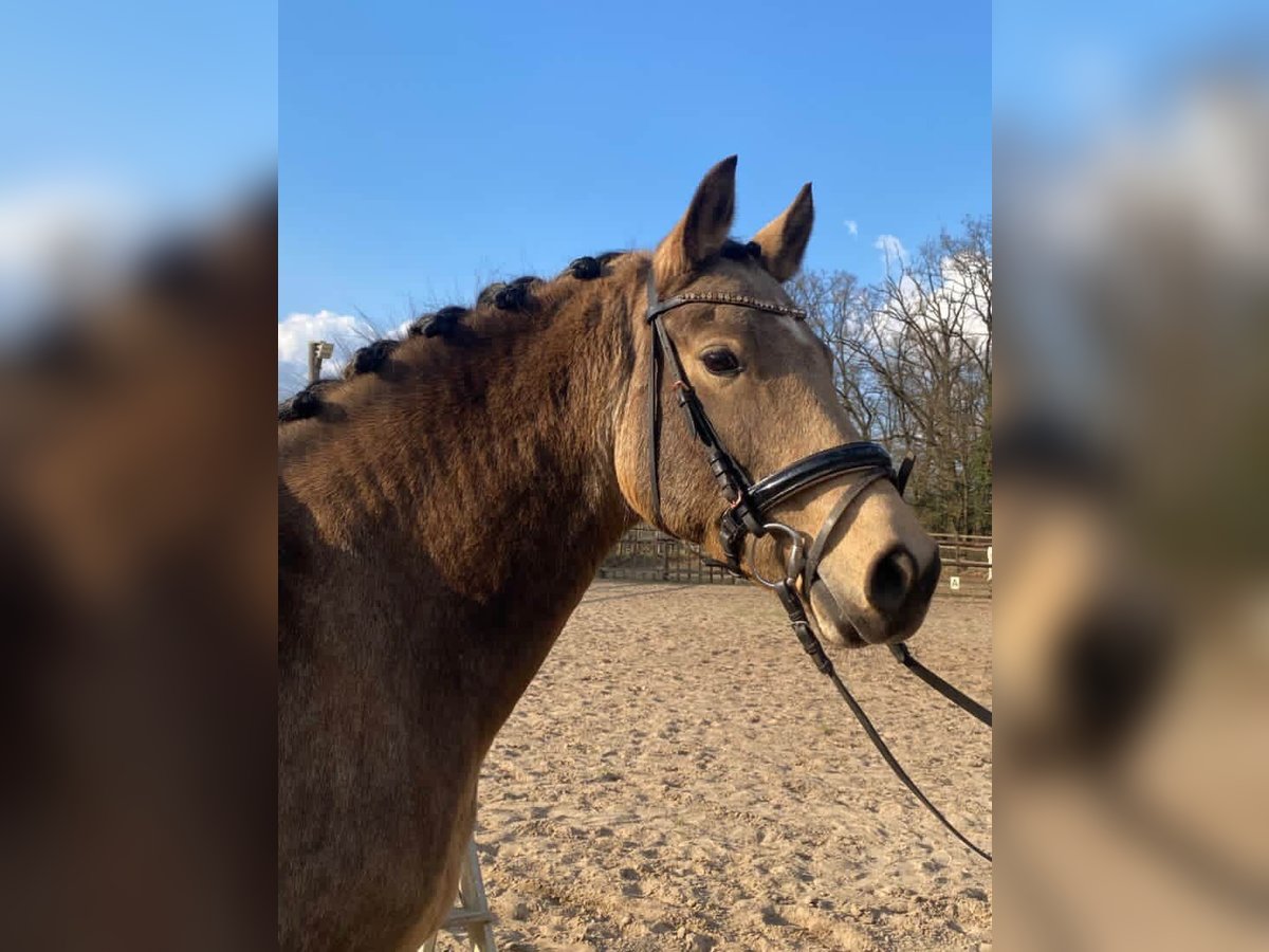 German Riding Pony Ranch German Riding Pony Mare 7 years 14,1 hh Buckskin in Uelzen