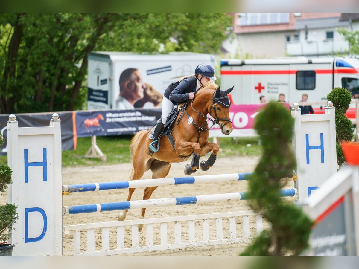 German Riding Pony Mare 7 years 14,1 hh Chestnut-Red in Korbach