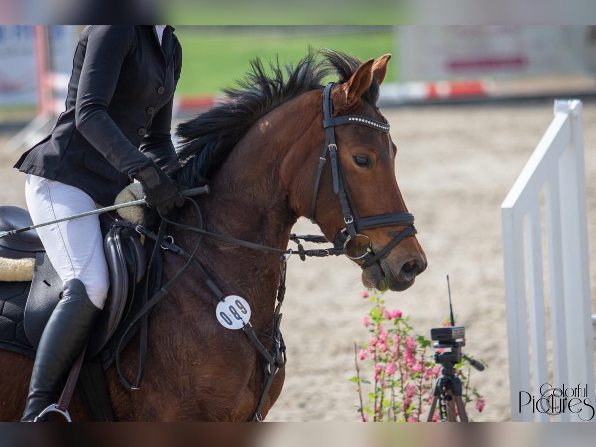 German Riding Pony Mare 7 years 14,2 hh Brown in Wurzen